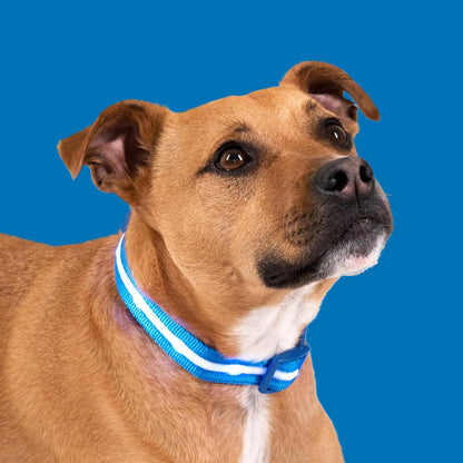 LED Dog Collar - Original USB Rechargeable and Waterproof Design - 1,000 Feet Visibility - Suitable for Small, Medium, and Large Dogs - US Brand