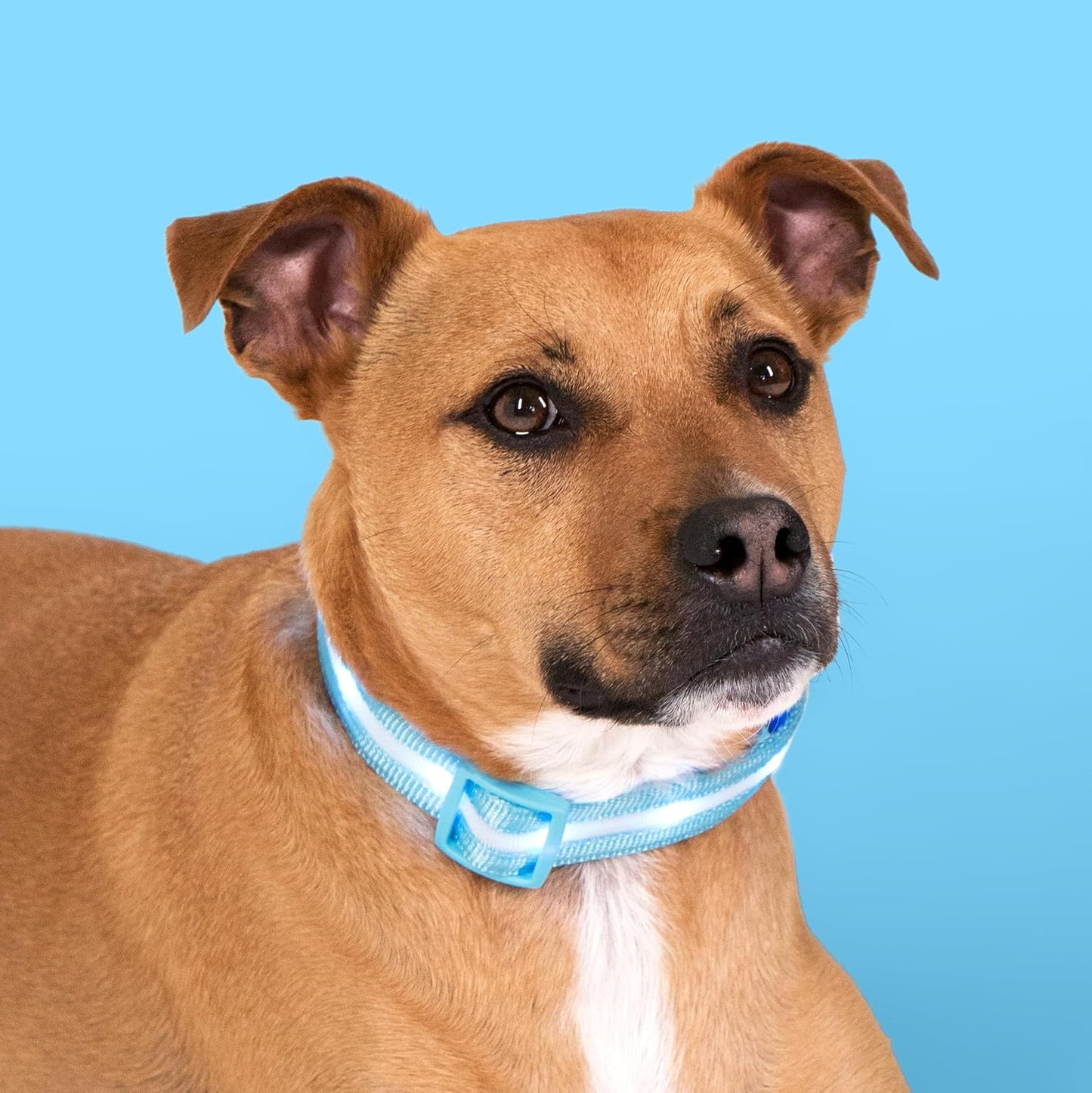 LED Dog Collar - Original USB Rechargeable and Waterproof Design - 1,000 Feet Visibility - Suitable for Small, Medium, and Large Dogs - USA Brand